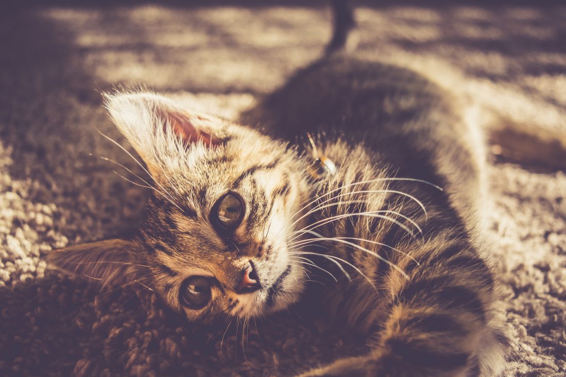 Free stock image of Kitten Closeup