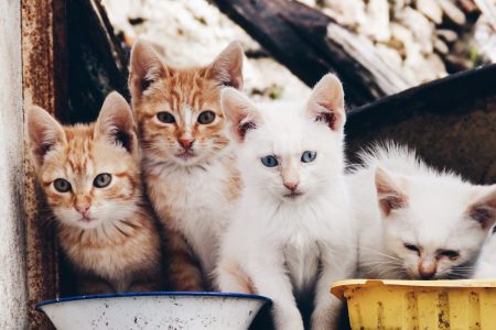 Cat Kittens
