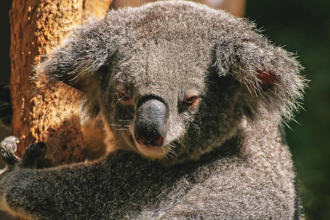 Free stock image of Koala Bear