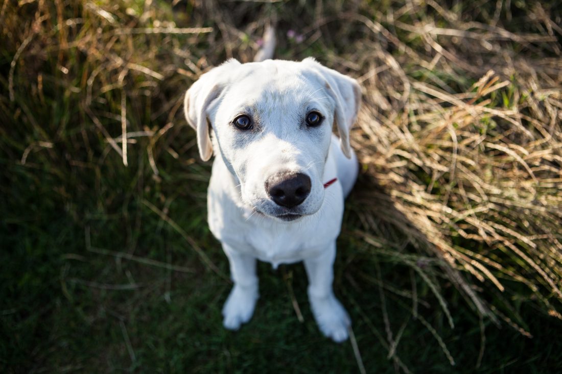 Free stock image of Labrador Puppy