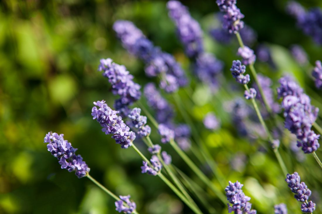 Free stock image of Lavender Flowers