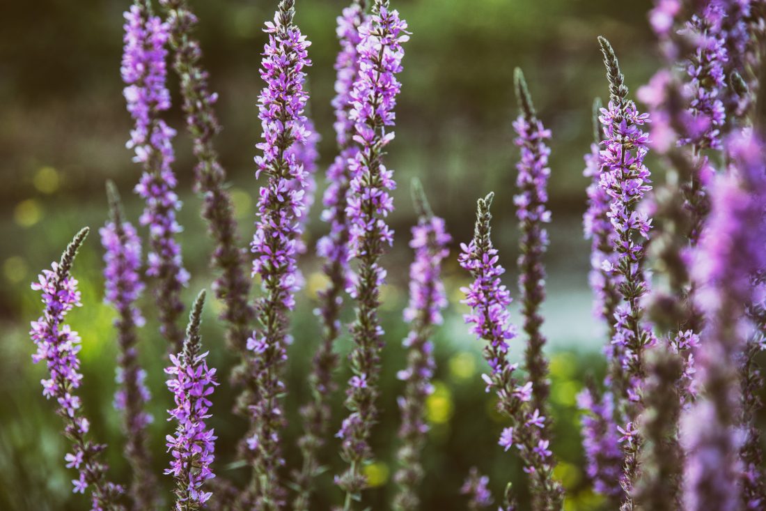 Free stock image of Lavender Plant