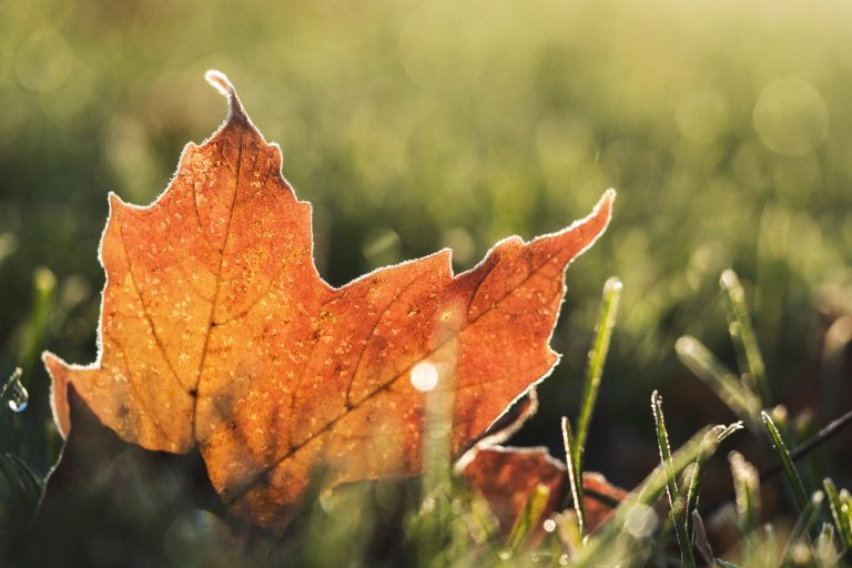 Leaf in Autumn Royalty-Free Stock Photo