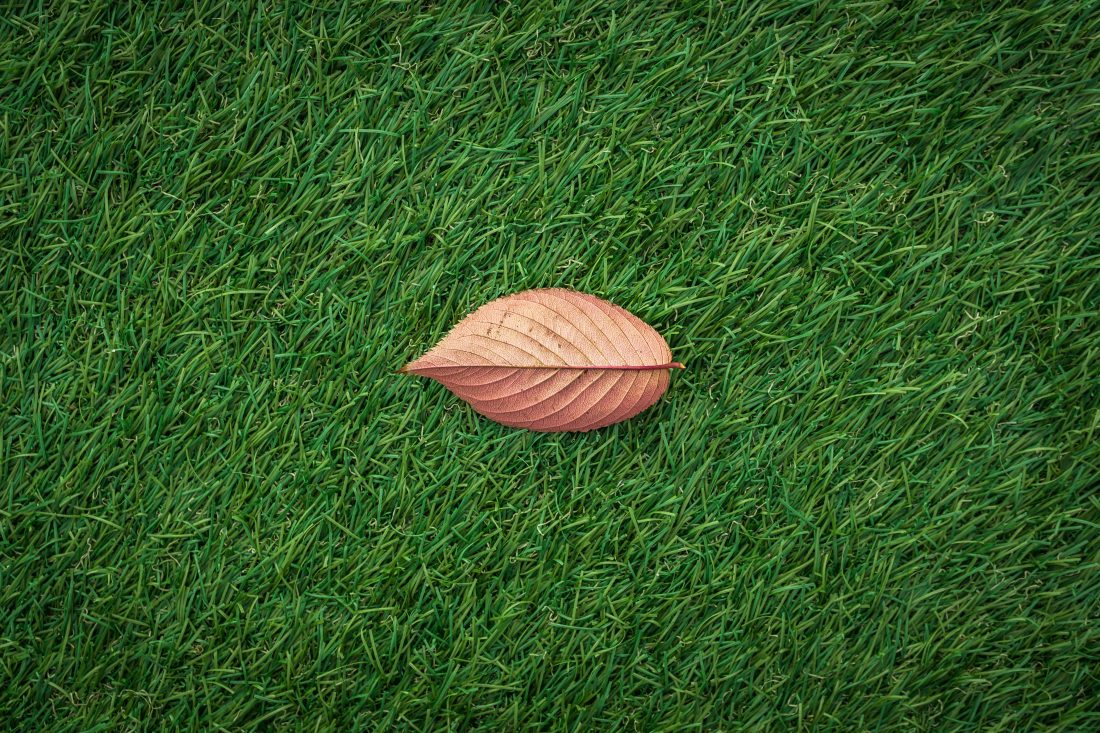Free stock image of Autmn Leaf in Grass