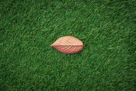 Autmn Leaf in Grass