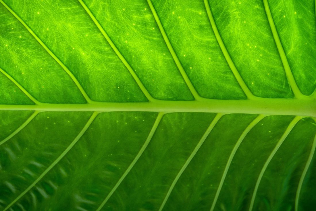Leaf Macro Free Textures