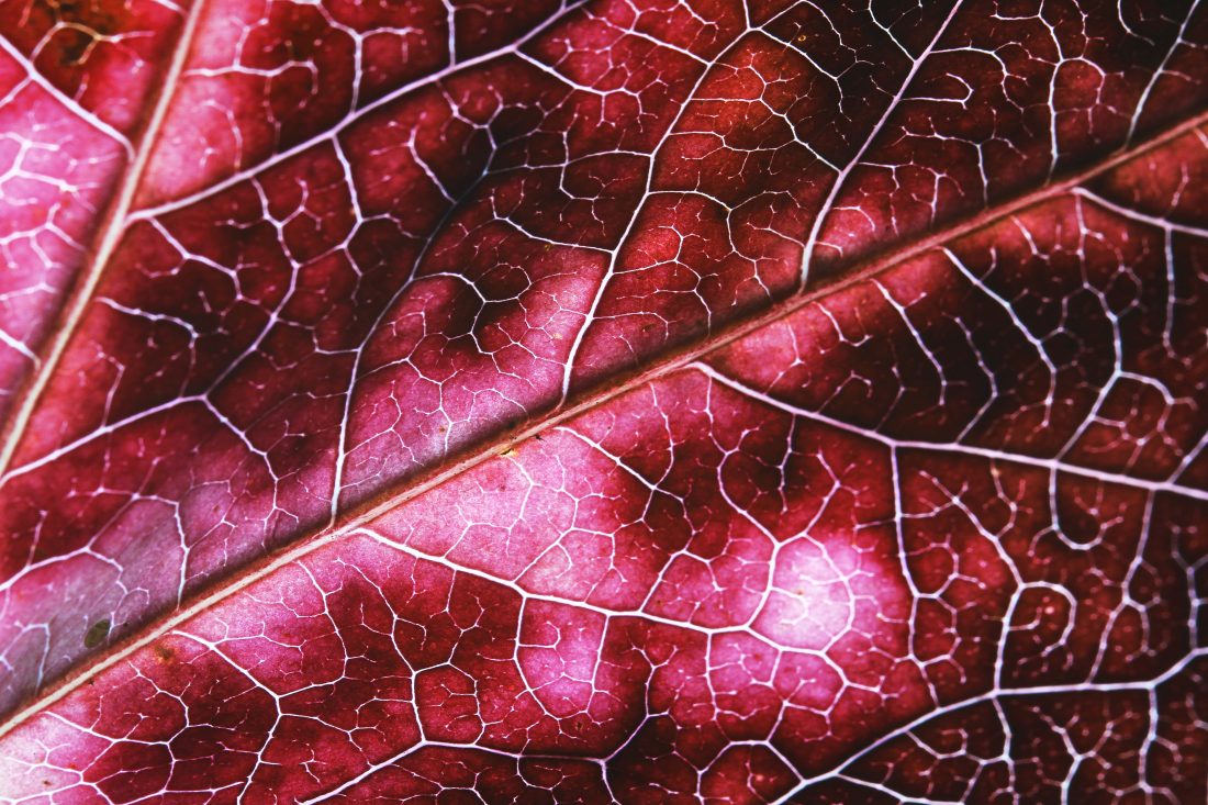 Free stock image of Leaf Texture