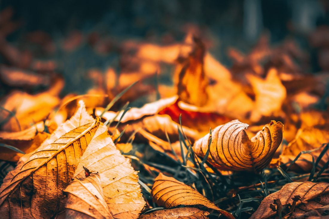 Free stock image of Leaves in Fall