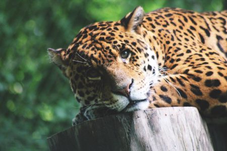 Leopard Cat Closeup