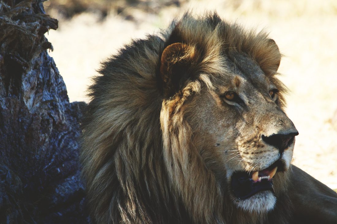 Free stock image of Closeup of a Lion