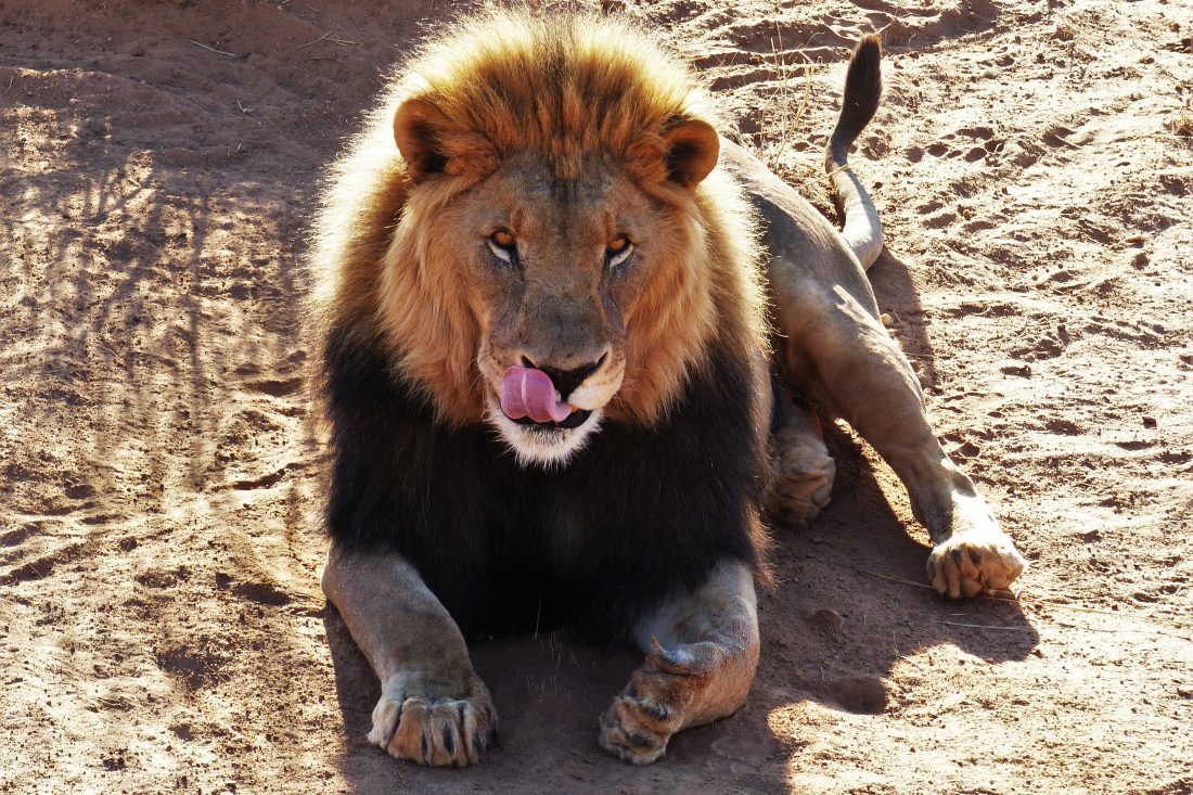 Free stock image of Lion Cat