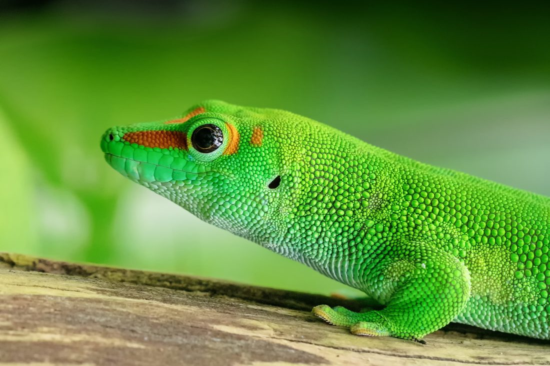 Free stock image of Gecko Lizard