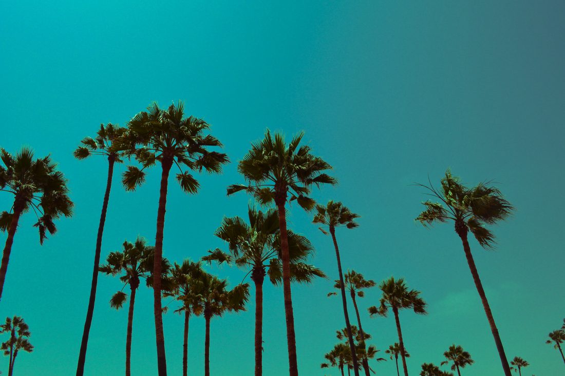 Los Angeles Palm Trees Royalty-Free Stock Photo