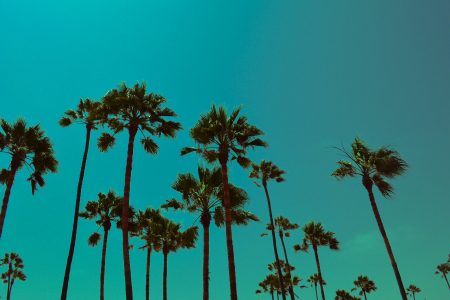 Los Angeles Palm Trees - free blue photos