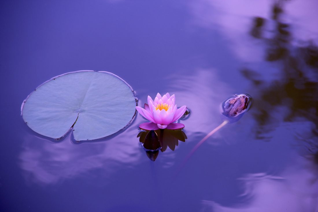 Free stock image of Lotus Lily Flower