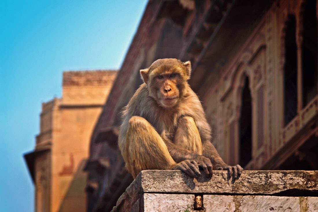 Free stock image of Monkey in India
