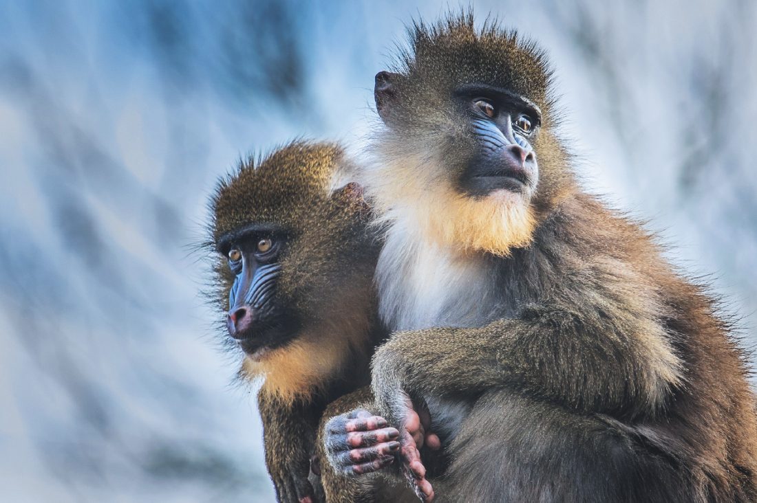 Free stock image of Mandrill Monkeys