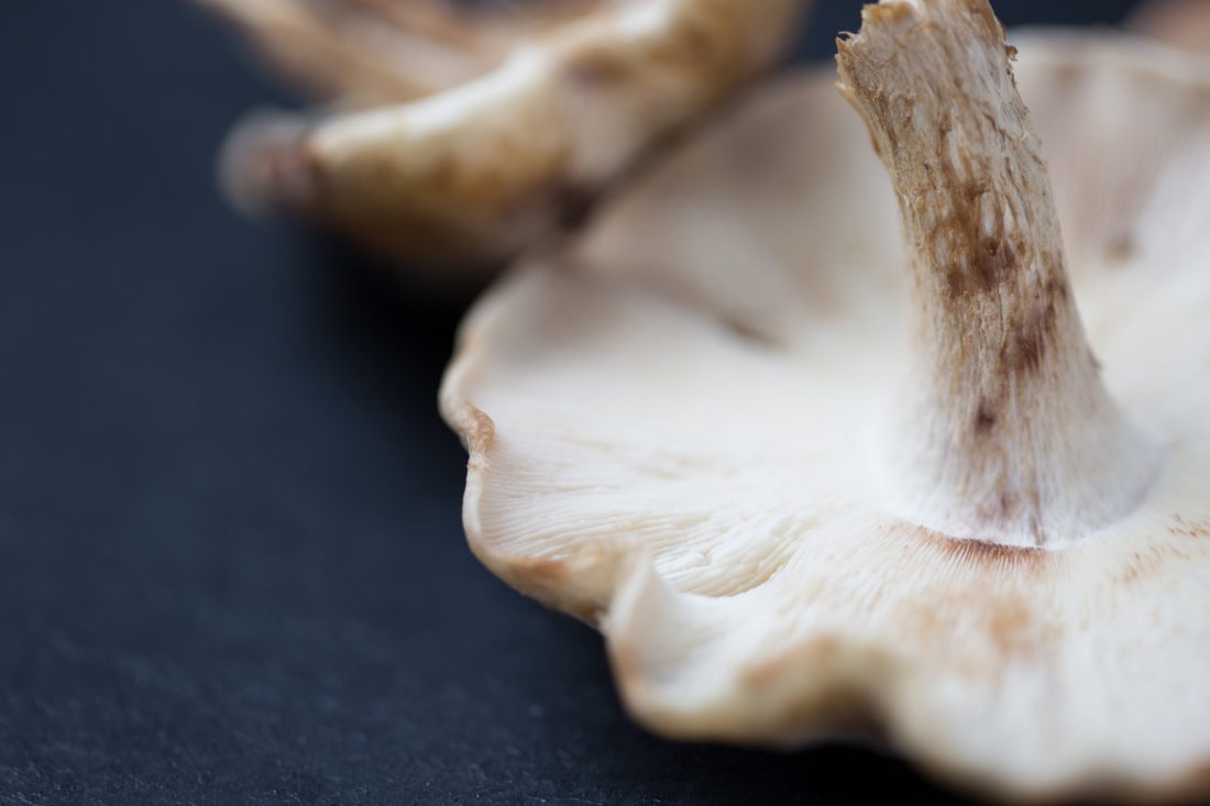 Free stock image of Mushroom Macro