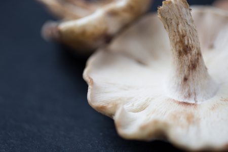 Mushrooms Macro