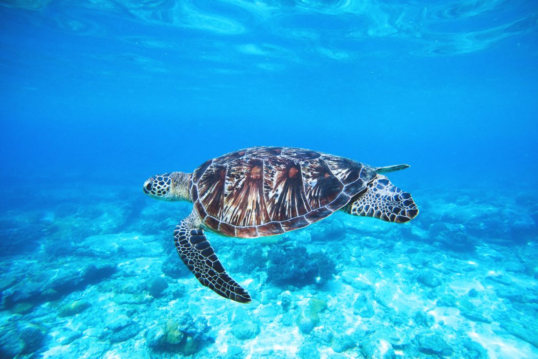 Free stock image of Ocean Turtle
