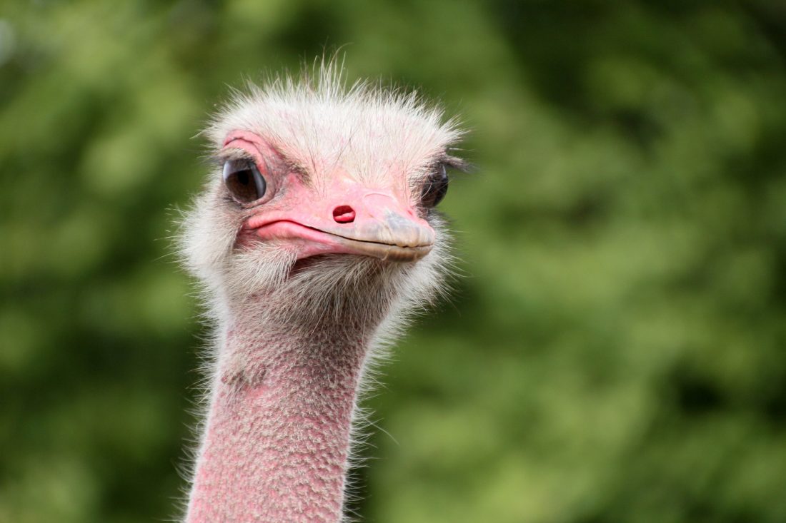 Free stock image of Ostrich