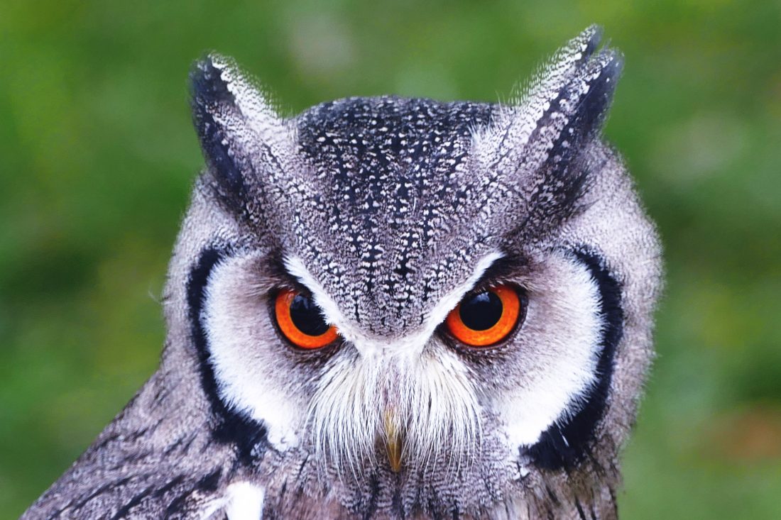 Free stock image of Owl Closeup