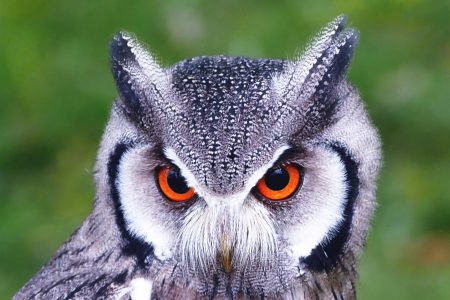 Owl Closeup