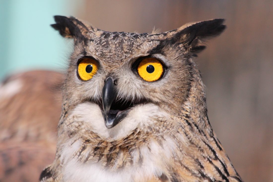 Free stock image of Surprised Owl