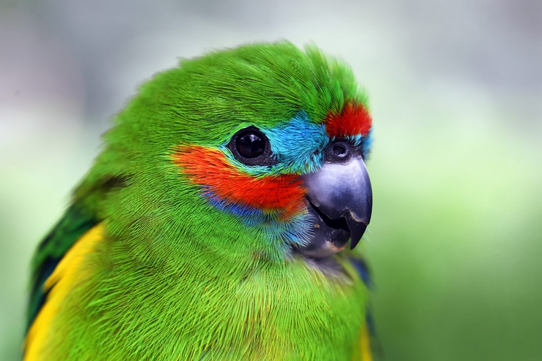 Free stock image of Parrot