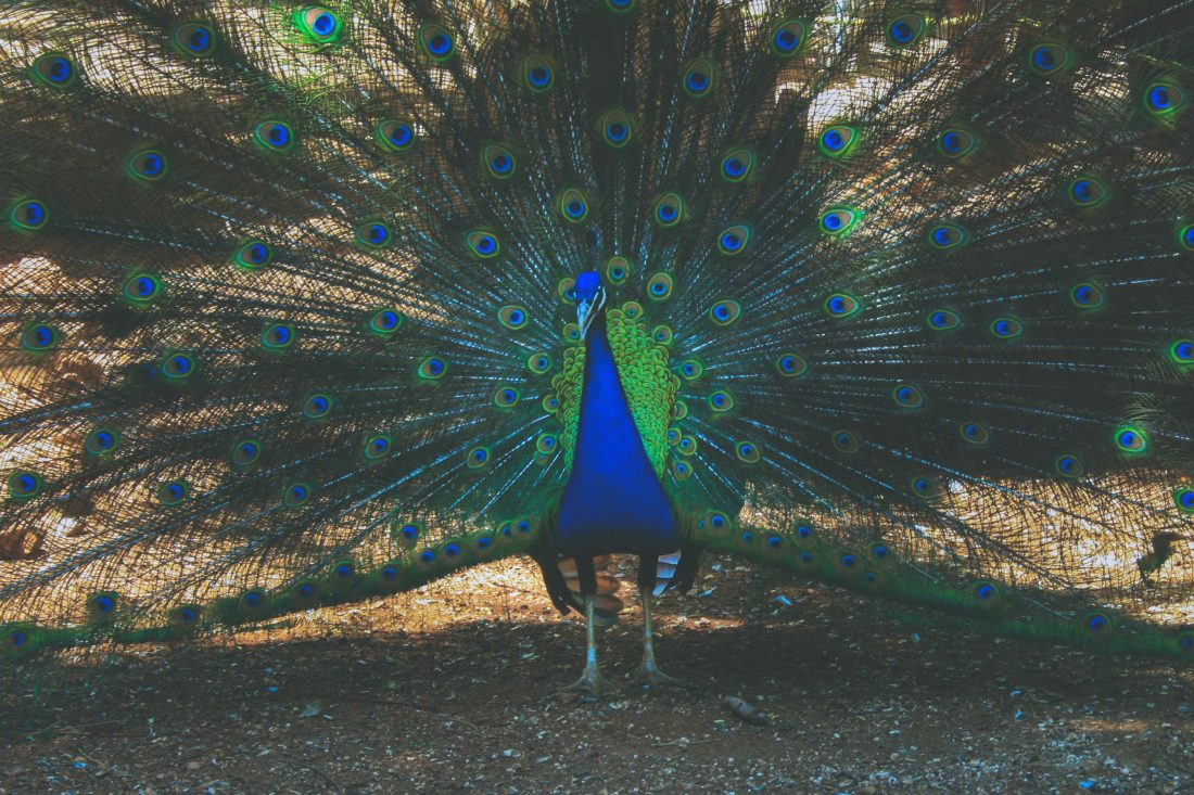 Free stock image of Peacock Bird