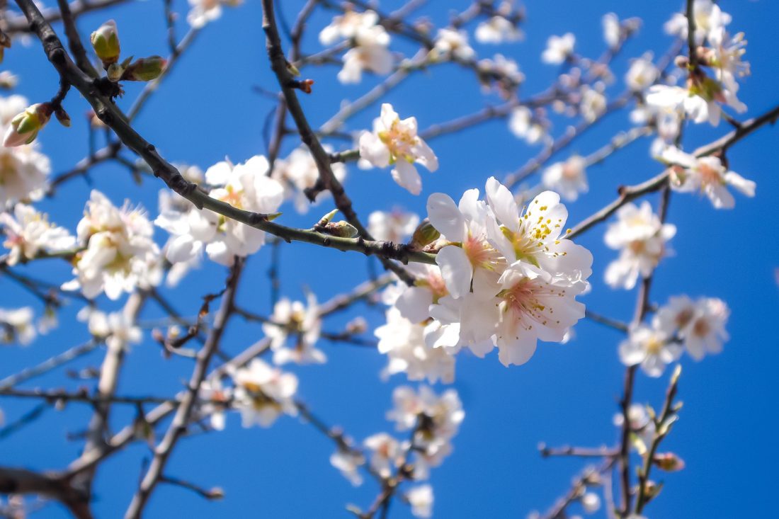 Free stock image of Almond Blossom