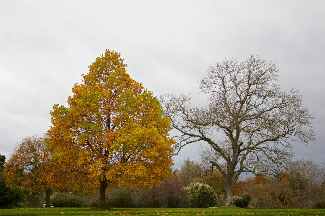 Free stock image of Autumn Contrast