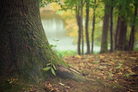 Autumn Forest