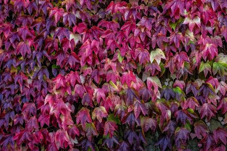 Autumn Leaf Wall