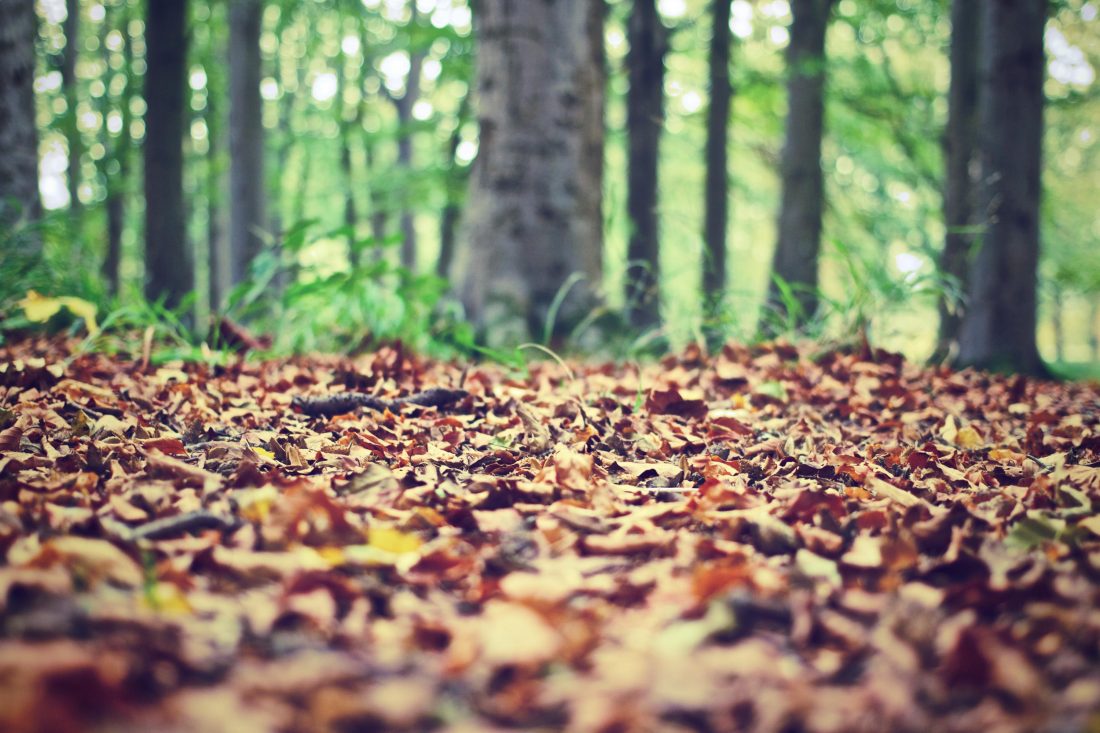 Free stock image of Autumn Leaves