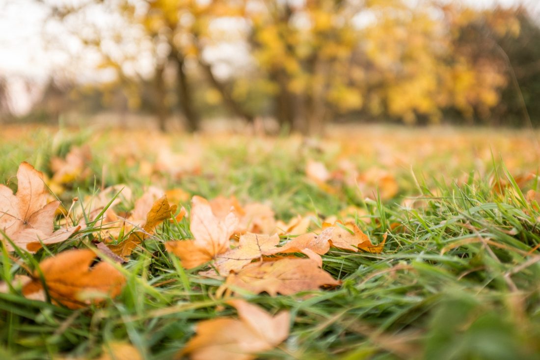 Free stock image of Autumn Leaves On Grass