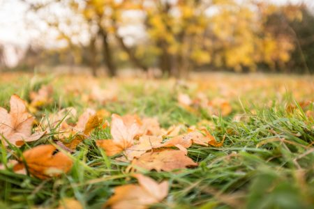 Fall Leaves on the Grass