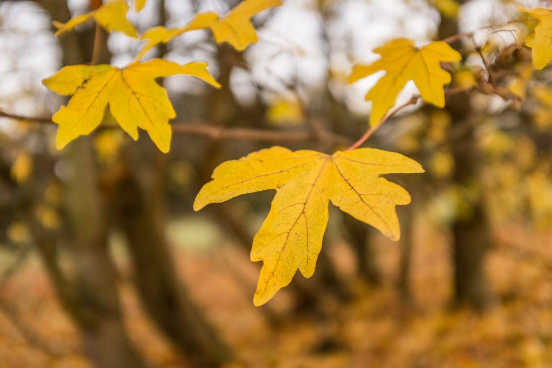 Free stock image of Autumn Leaves On Tree