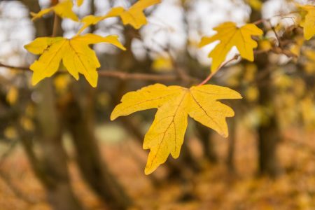 Autumn Leaves On Tree