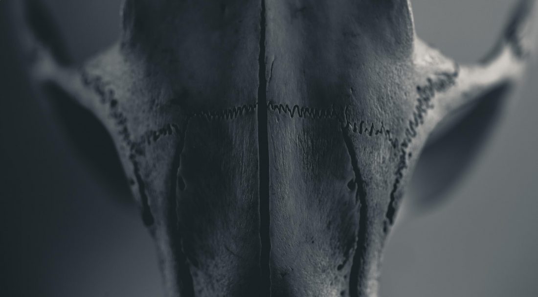 Free stock image of Beaver Skull Macro