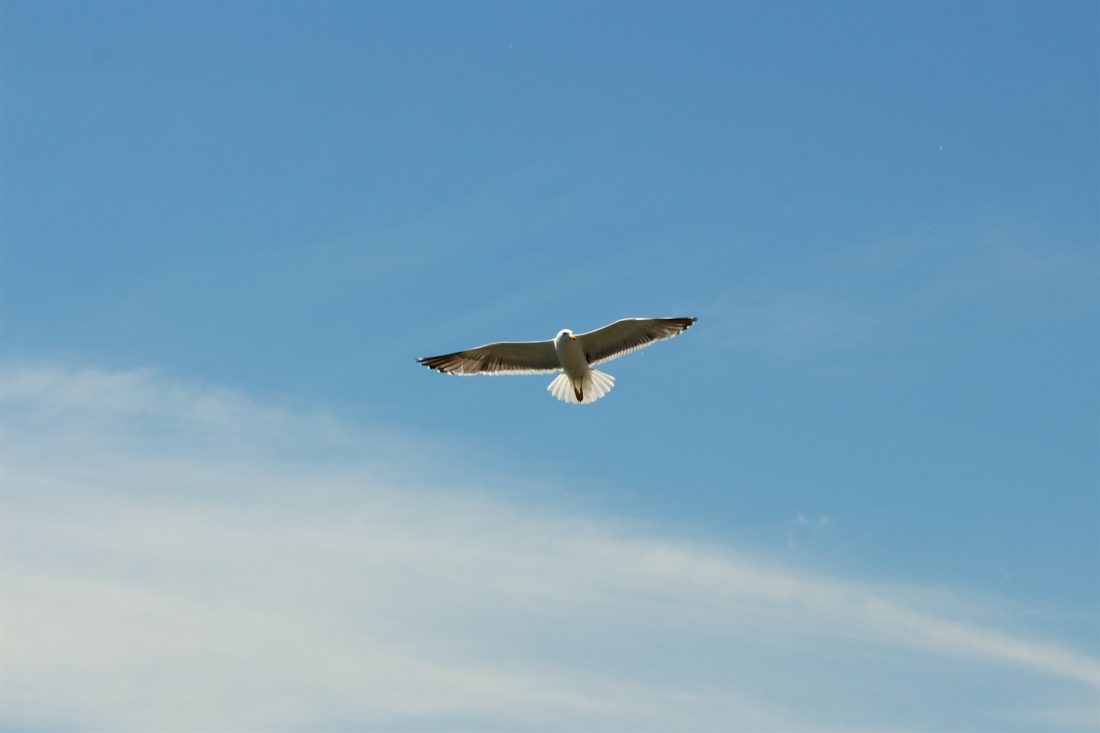 Free stock image of Bird Flying Blue Sky