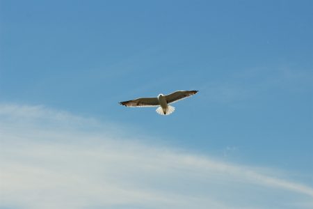 Bird Flying Blue Sky