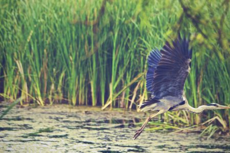 Bird Flying Lake