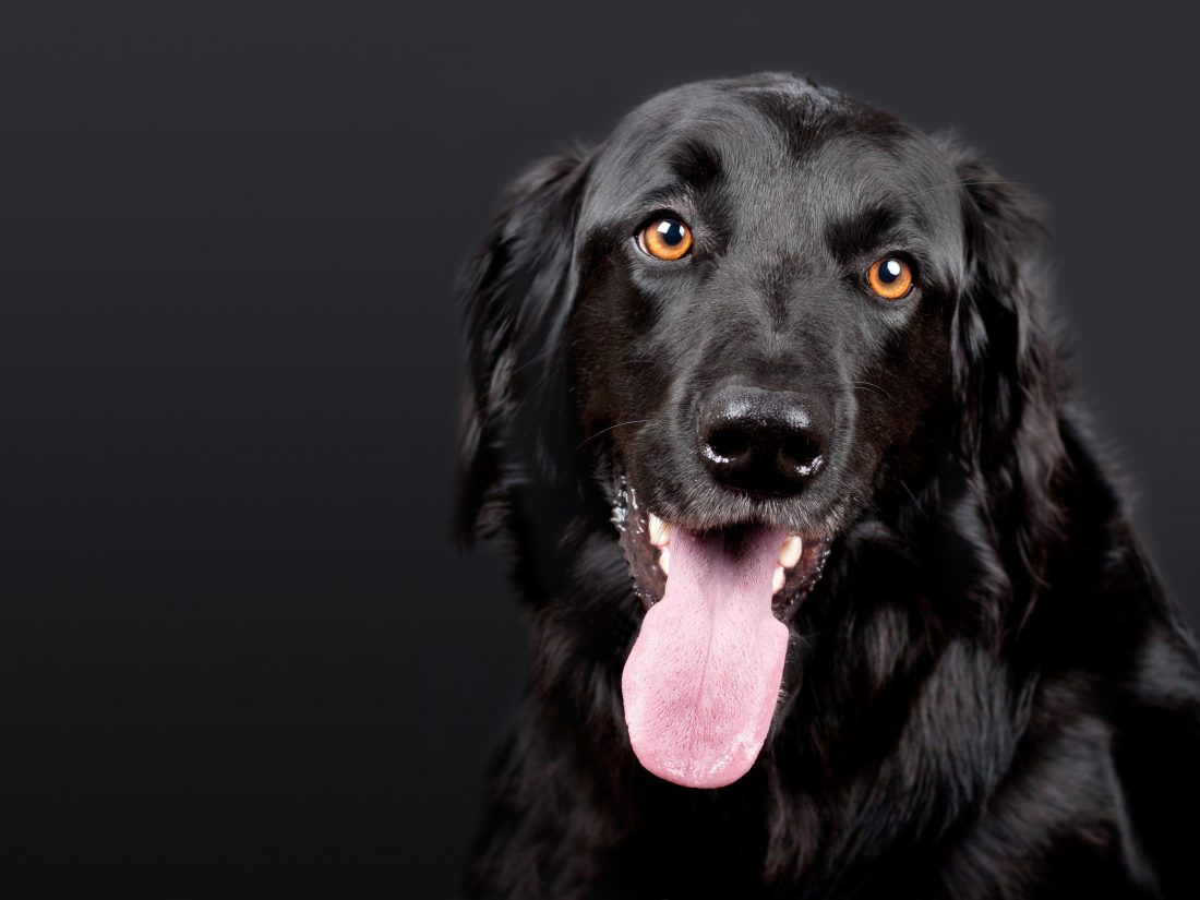 Free stock image of Retriever