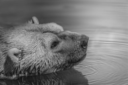 Bear Swimming