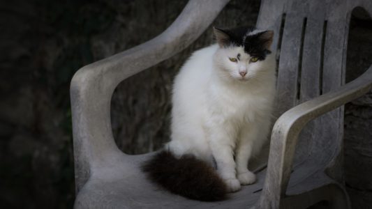 Cat on Chair