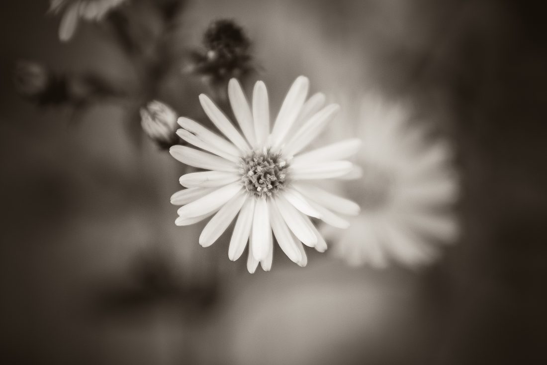 Free stock image of Black White Flower