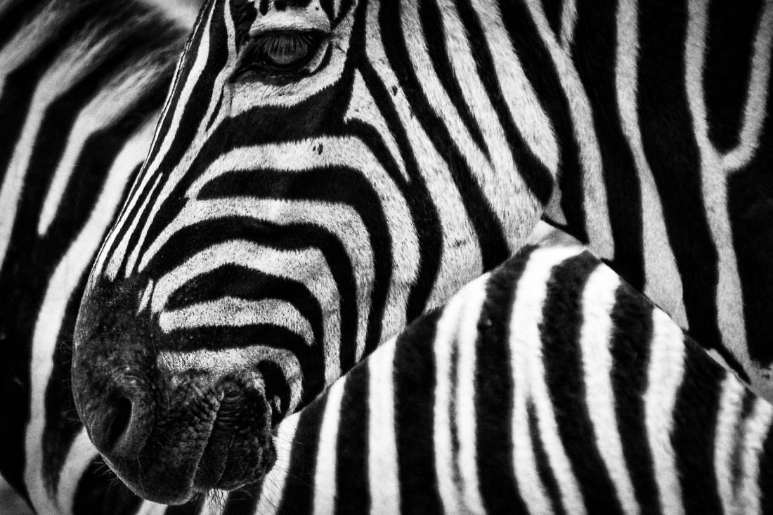 Free stock image of Black & White Zebra