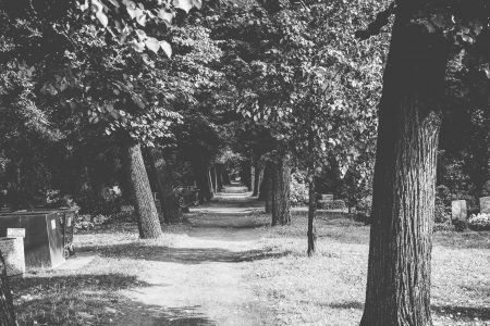 Black & White Forest Walk