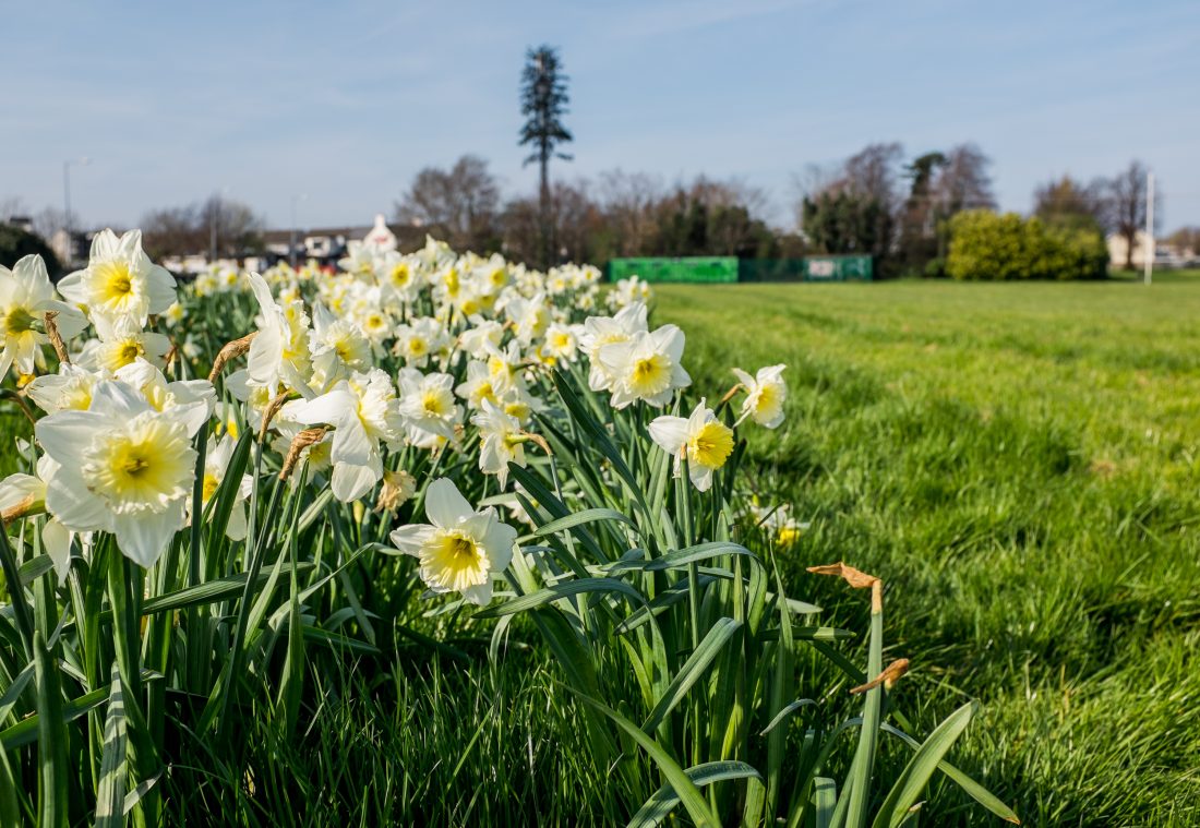 Free stock image of Blooming Daffodils